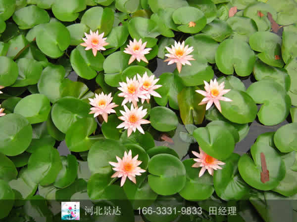 精品睡莲苗