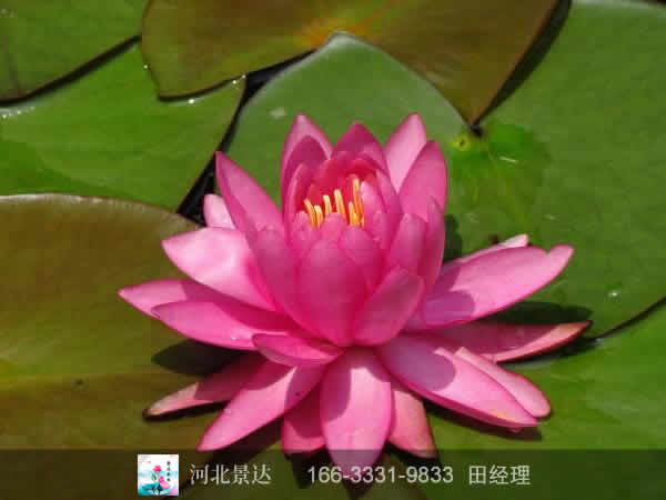 耐寒睡莲