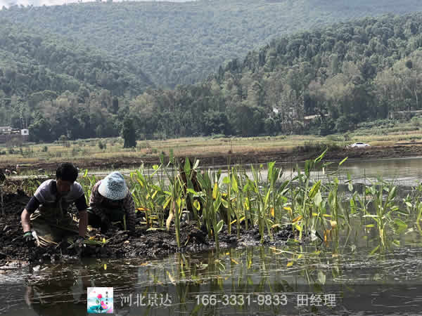 潜流湿地