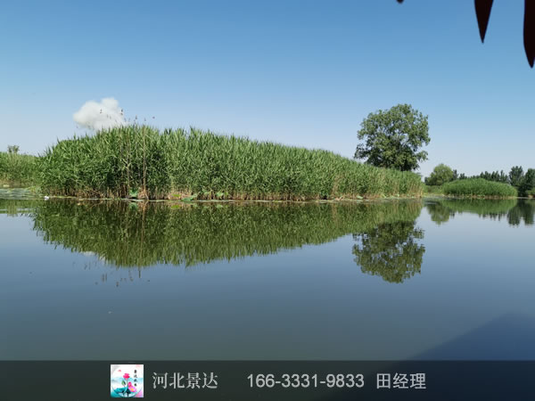 芦苇苗基地