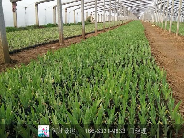 鸢尾苗种植基地