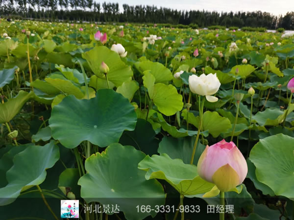 怎么样才能做好荷花苗批发？