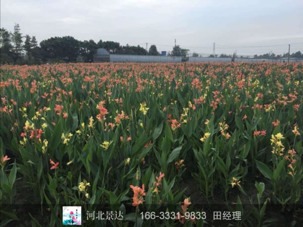 美人蕉种植基地