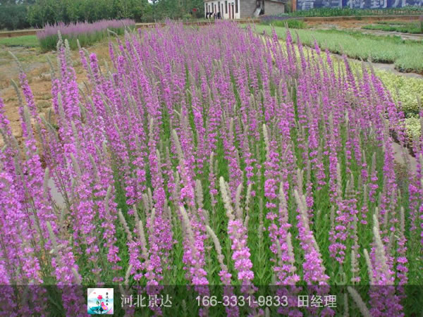 千屈菜种植基地
