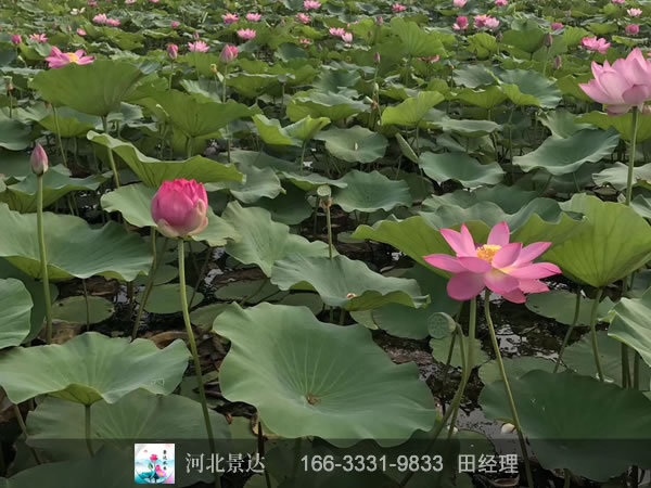 荷花种植基地