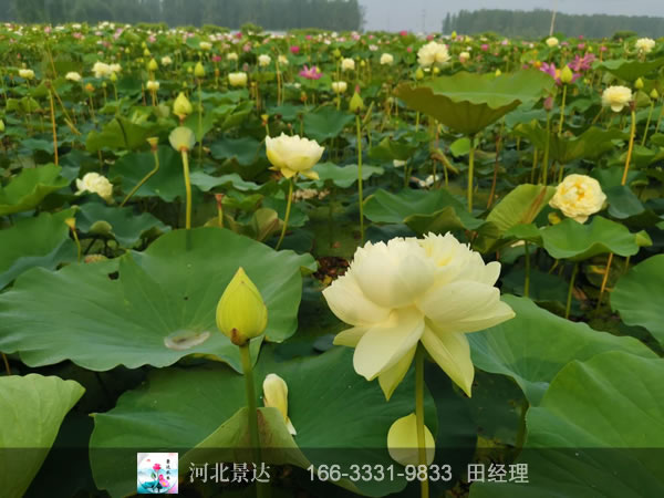 精品荷花种植基地