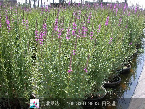 种植基地盆栽千屈菜