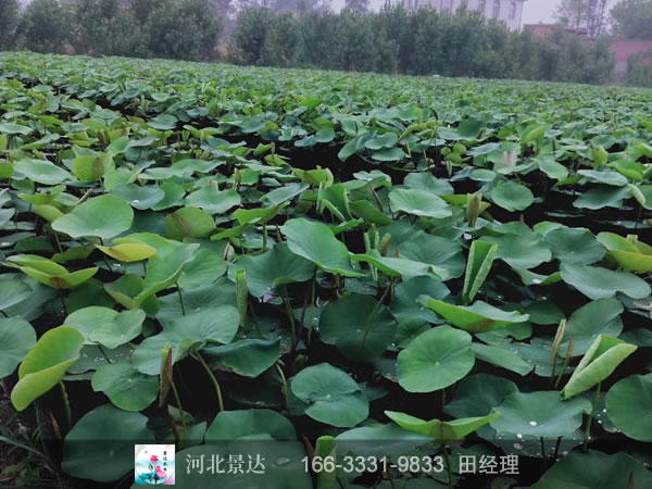 盆栽荷花基地