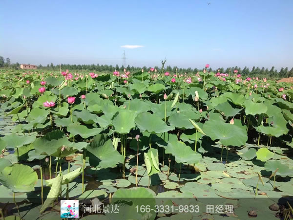 荷花种植基地
