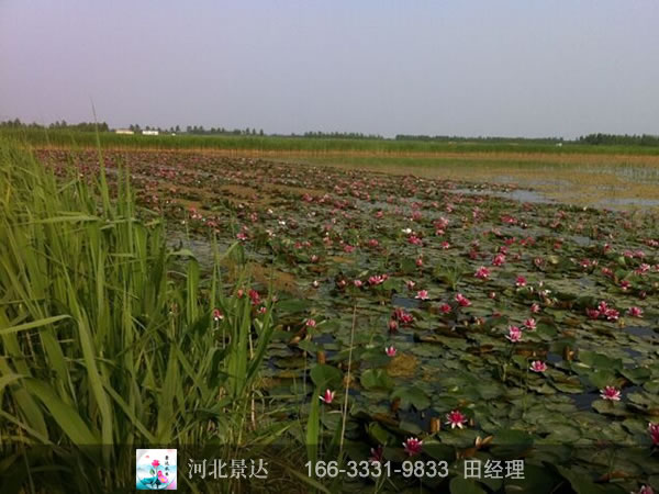 睡莲苗基地